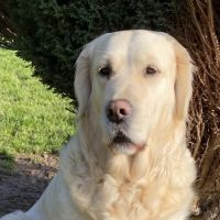 10 chiots golden nés le 1 juin #1