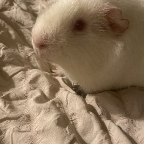 Cochon d'inde albinus avec tout les accessoires #1