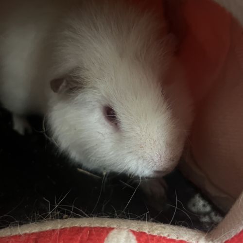 Cochon d'inde albinus avec tout les accessoires #3