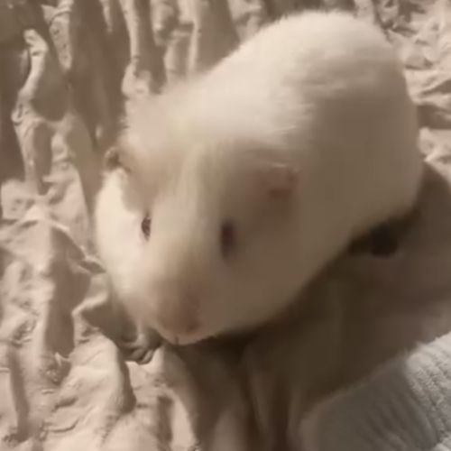 Cochon d'inde albinus avec tout les accessoires #4