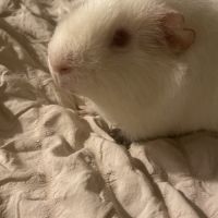 Cochon d'inde albinus avec tout les accessoires #1