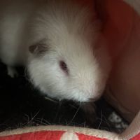 Cochon d'inde albinus avec tout les accessoires #3