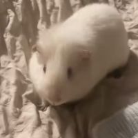 Cochon d'inde albinus avec tout les accessoires #4