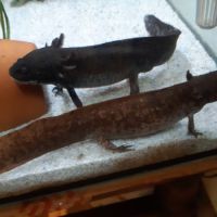 Axolotl albinos #1