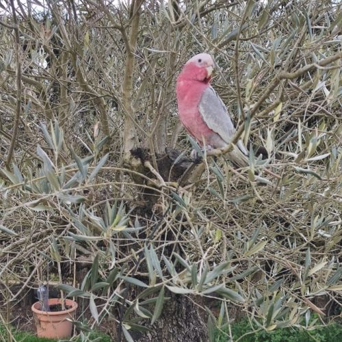 Cacatoes rosalbin #2