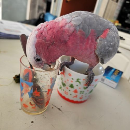 Cacatoes rosalbin #3