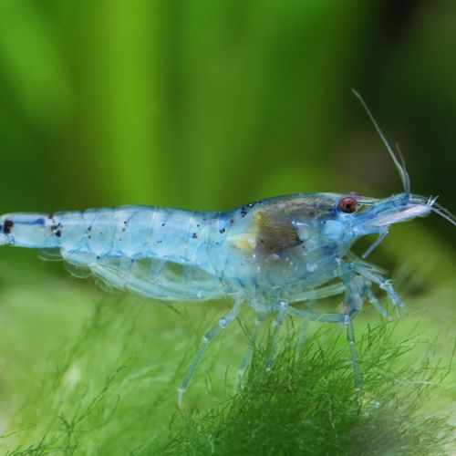 Crevettes blue pearl