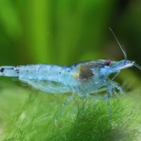 Crevettes blue pearl
