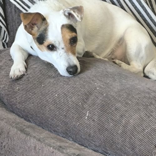 Donne femelle jack russell