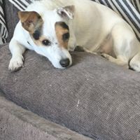 Donne femelle jack russell