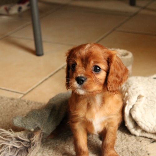 Cavalier king charles disponibles #0