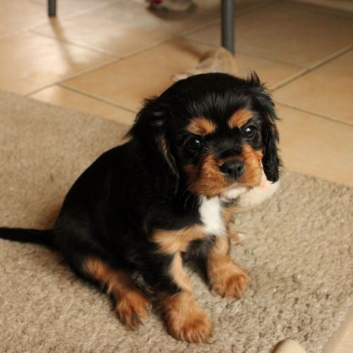 Cavalier king charles disponibles #4