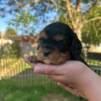 Cavalier king charles disponibles #1