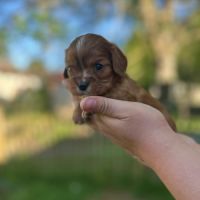 Cavalier king charles disponibles #6