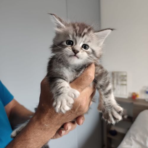 Chatons maine coon loof lignée shaded #5