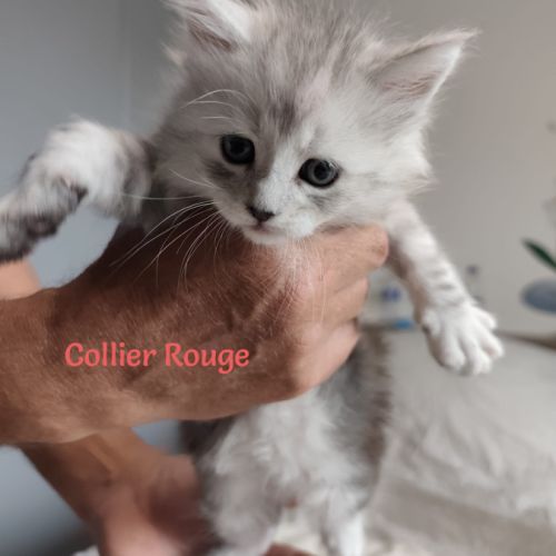 Chatons maine coon loof lignée shaded #6