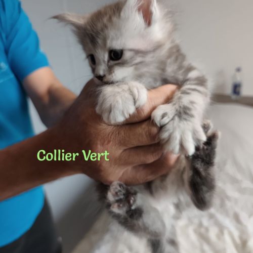 Chatons maine coon loof lignée shaded #7