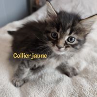 Chatons maine coon loof lignée shaded #0