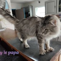 Chatons maine coon loof lignée shaded #2