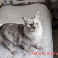 Chatons maine coon loof lignée shaded #3