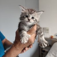 Chatons maine coon loof lignée shaded #5