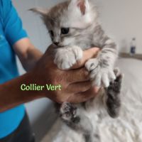 Chatons maine coon loof lignée shaded #7
