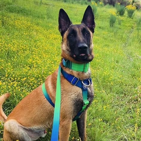 Chien saiko à l adoption