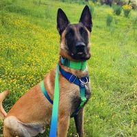 Chien saiko à l adoption