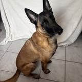 Chien saiko à l adoption #2