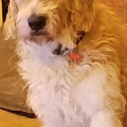 Chien shanti à l adoption