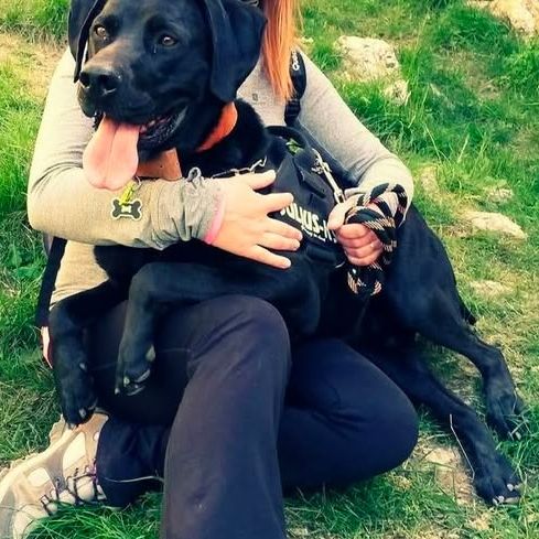 Chien lotus à l adoption