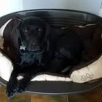 Chien lotus à l adoption #4