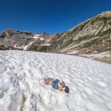 Chien rosy à l adoption #2