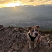 Chien rosy à l adoption