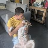 Chien rosy à l adoption #3