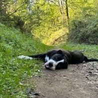 Chien atlas à l adoption #2