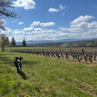 Chien atlas à l adoption #3