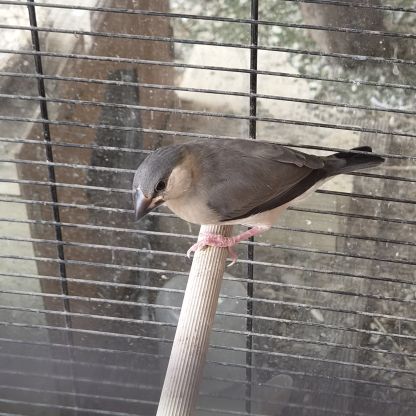 Jeunes paddas de java #1