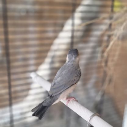 Jeunes paddas de java #3