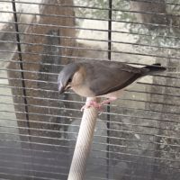 Jeunes paddas de java #1