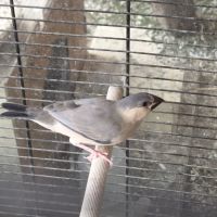 Jeunes paddas de java