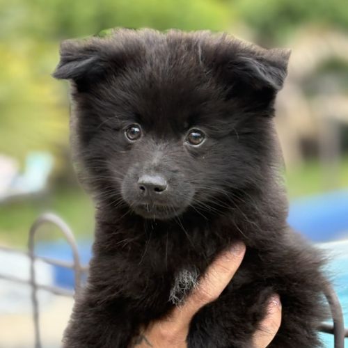 Béluga, 1 male de type pomsky noir black #1