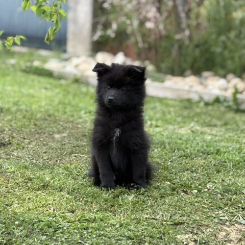 Béluga, 1 male de type pomsky noir black #4