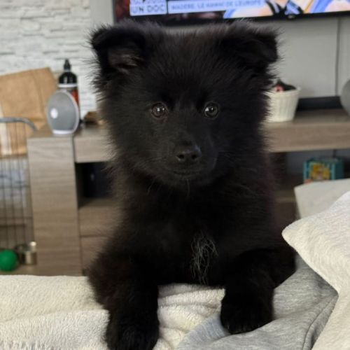 Béluga, 1 male de type pomsky noir black