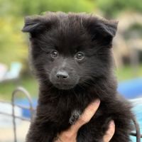 Béluga, 1 male de type pomsky noir black #1