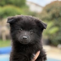 Béluga, 1 male de type pomsky noir black