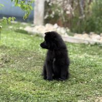 Béluga, 1 male de type pomsky noir black #3