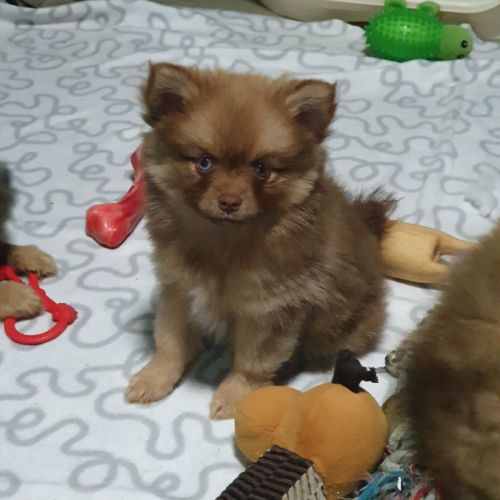 Brownie, 1 femelle de type pomsky chocolat #0