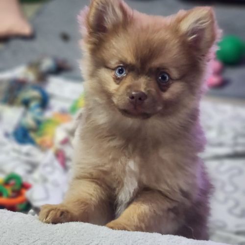 Brownie, 1 femelle de type pomsky chocolat