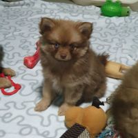 Brownie, 1 femelle de type pomsky chocolat